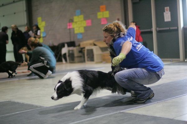 Power tripp border store collies