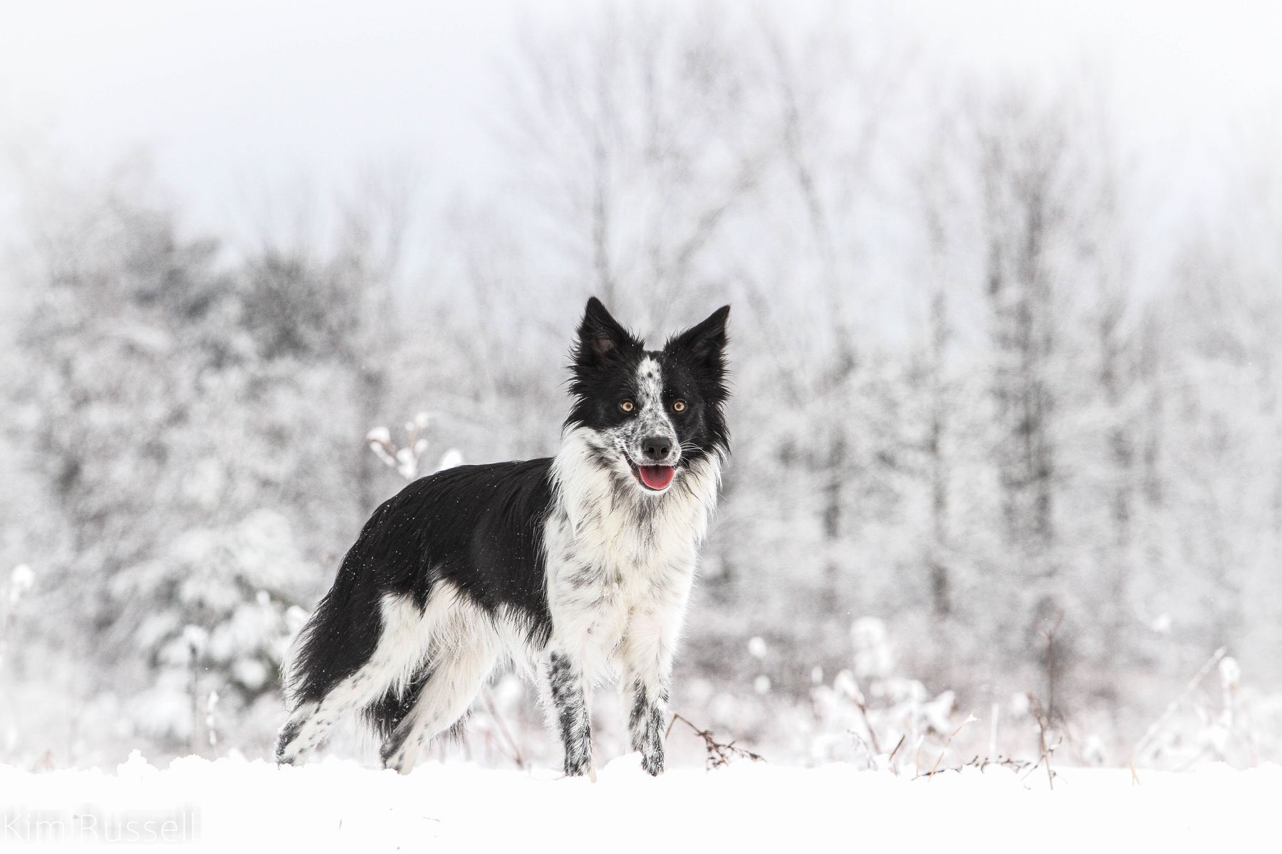 Power Tripp BORDER COLLIES