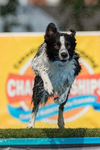 Canadian Dock Jumping Nationals Aug. 2018
