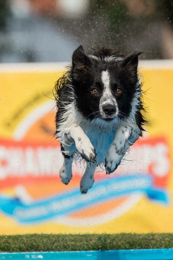 Canadian Dock Jumping Nationals Aug. 2018
