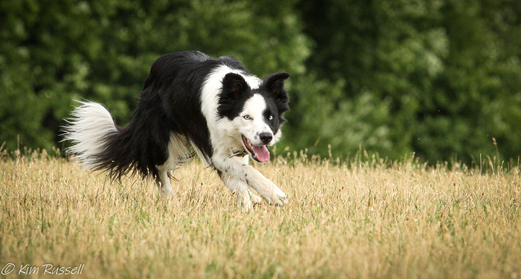 Working line border hot sale collie