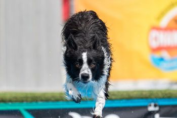 Canadian Dock Jumping Nationals Aug. 2018
