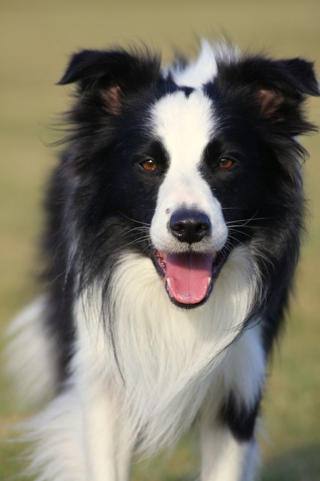 メガバス　未使用　POPX BORDER COLLIE メガバス未使用POPX BORDER COLLIE