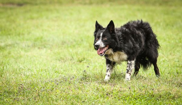 Isds store border collie