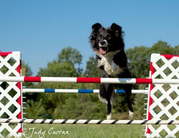 My trainer thinks Silk is THE most talented dog she has in her program
