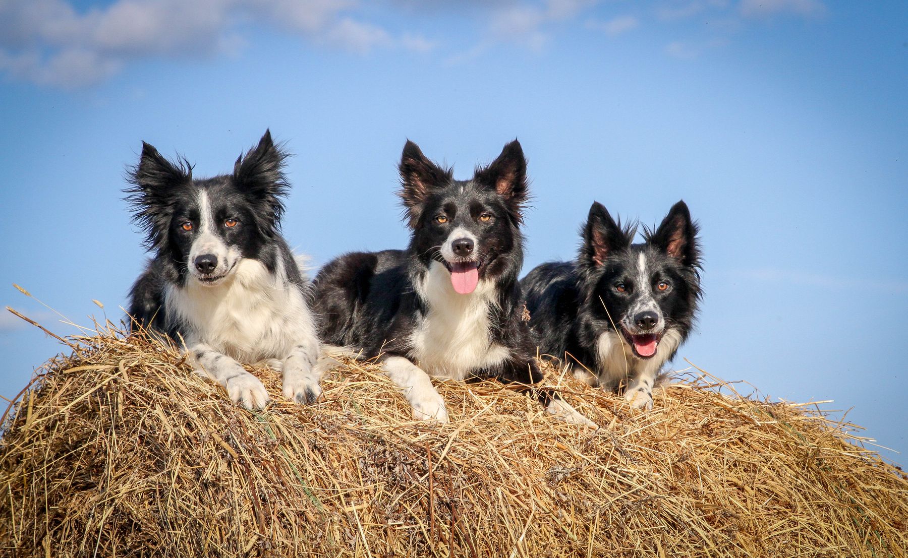 Rival store border collies