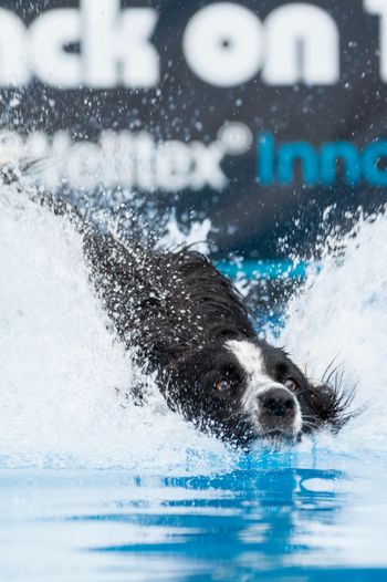 Canadian Dock Jumping Nationals Aug. 2018
