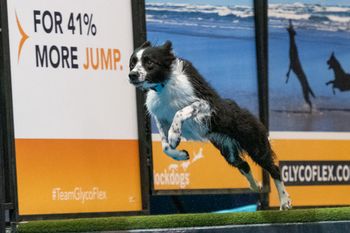 Kilt competing at the DockDogs World Championships in 2019
