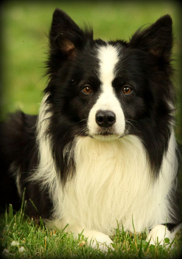 Hollowshot border hot sale collies