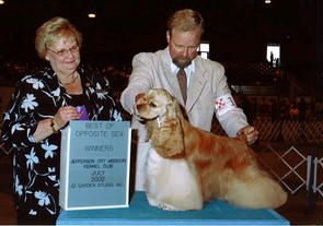 "Sizzle" one of the last daughters of the Great Ch. Beaujolais Minnesota Magic. "Sizzle" was bred by Patty Allen of Mystic Cockers. She is the dam of the World Champion, Kenwoods The Apprentice and his sister, Ch. Kenwoods Marionette.
