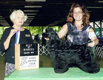 "Nee Nee". Sire: Ch. Kenwood's Invictus Dam: Ch. Silverhall Shinola. Winner of American Spaniel Club Summer National 6-9 puppy bitch class. Finished from the puppy classes with 4 Majors. "Nee Nee" is litter sister of Ch. Kenwood's Jasmine.
