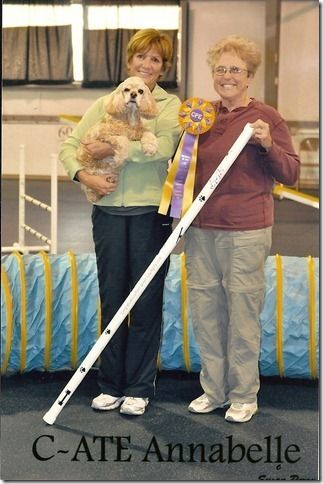 Kenwood's Gypsy Moth. "Annabelle" owned by Kay Rife. "Annabelle" has been a star in the Agility ring and has achieved many titles for her happy owner. We are proud of Kay and her dedication to the breed. "Annabelle" is litter sister to Ch. Kenwood's Smooth Jazz. (CLICK ON PHOTO TO ENLARGE IMAGE)
