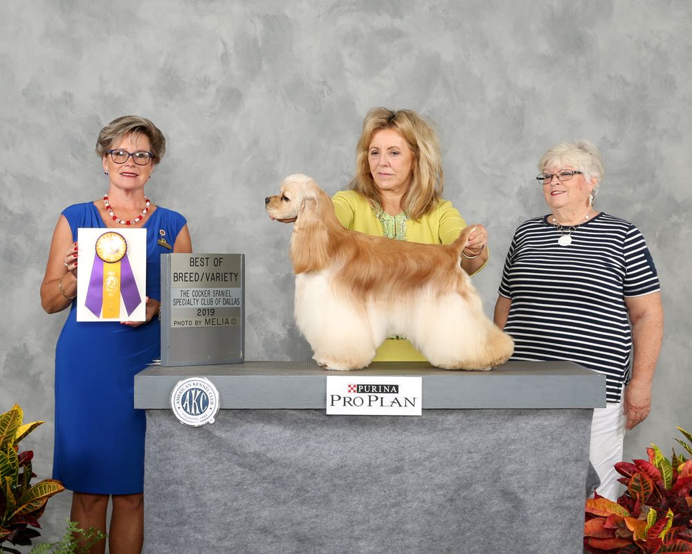 "Ch. Kenwood's Never Better" winners bitch at American Spaniel Club under breeder/judge Patty Darke. Sire: Ch. Silverpine Beyond Obsession, Dam: Ch. Kenwood's Just Lovely. Pictured here winning BOV at CSClub of Dallas under breeder/judge Karin Linde Klerholm.  