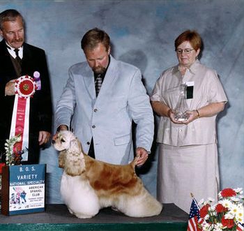 "Abby" was BOS Variety Winner at American Spaniel Club July 2001. Sired by Ch. Hi-Tops Flash Dancer and out of Ch. Kenwoods Almond Joy. "Abby" is the dam of Ch. Kenwoods Adagio; Ch. Kenwoods Lightening Bug; Ch. Kenwoods Firefly; Ch. Kenwoods Holly Hobby and Ch. Kenwood's Maggie Magee
