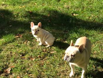 Sunbathing
