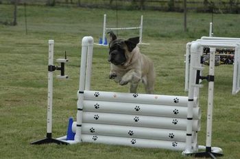 UKC trial at Family Dog Club
