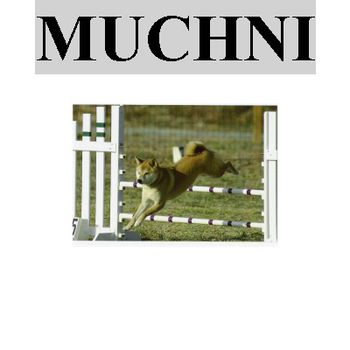 Wilma Riddell sent in this photo of "Muchni goes Diamond" from a 2007 agility trial.
