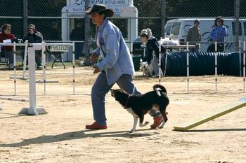 Rita putting Billy Bob through his paces at Bark in Maple Park
