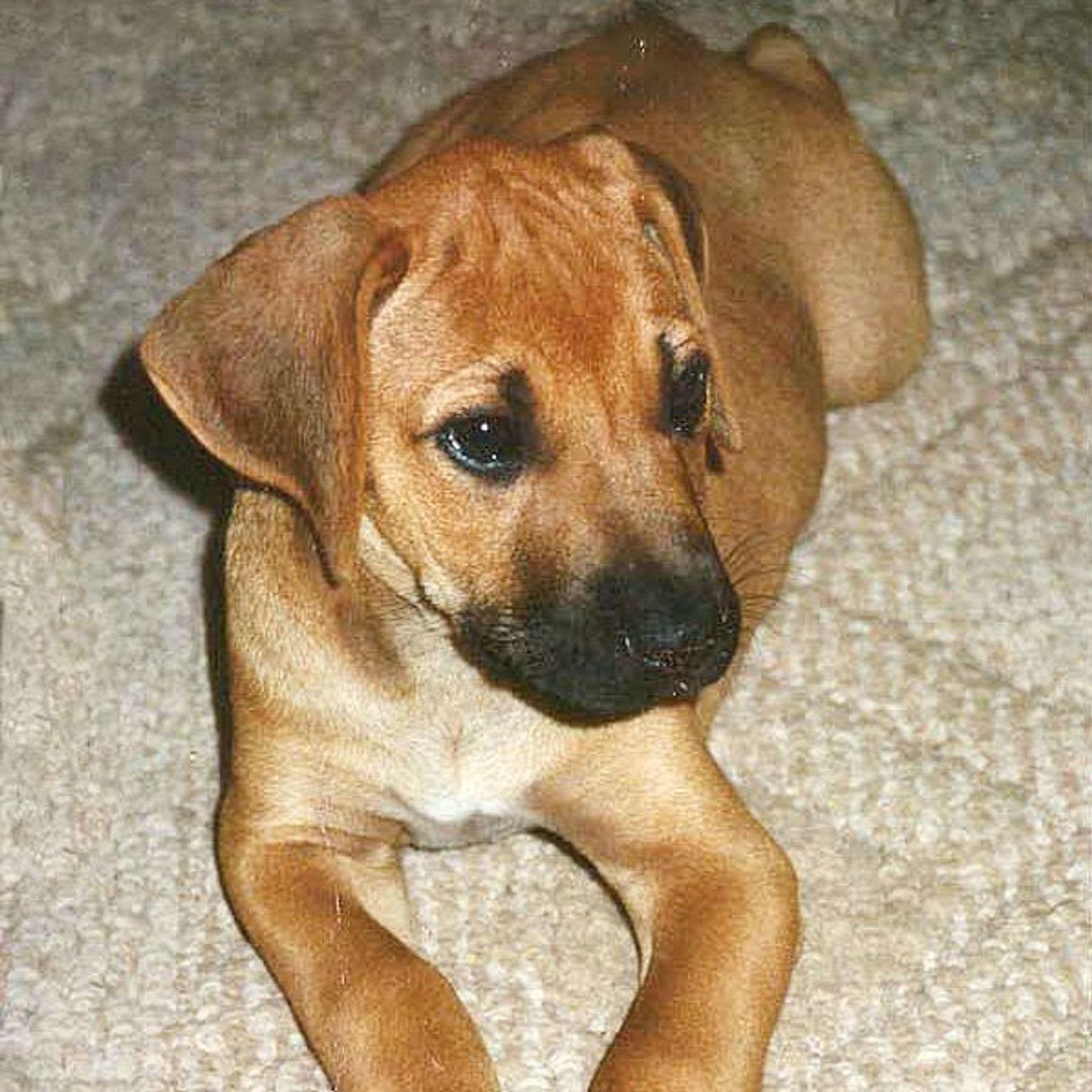 Bulldog ridgeback shops mix