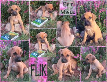 Flik - Pet Male - 7 weeks
