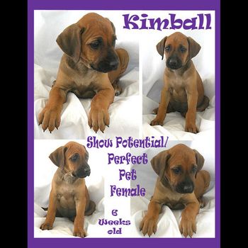 Foxey - "Kimball" from the Rhode Trip Litter
