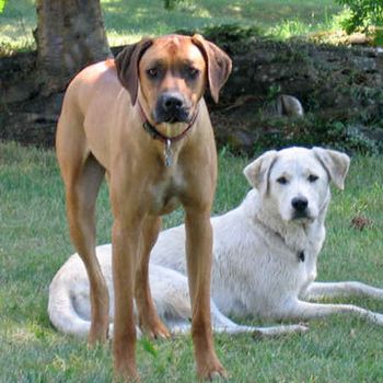 Roscoe Meg x Charlie Loved by Amanda & Ben Missoula, MT
