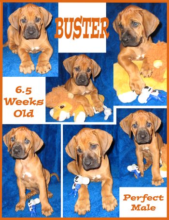 "Buster"  6.5 weeks old
