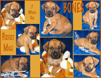 Neo/Bones/"Howl"ween litter
