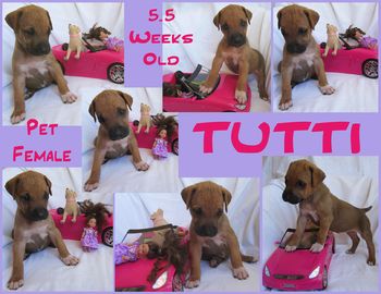 Tutti - Pet Female
