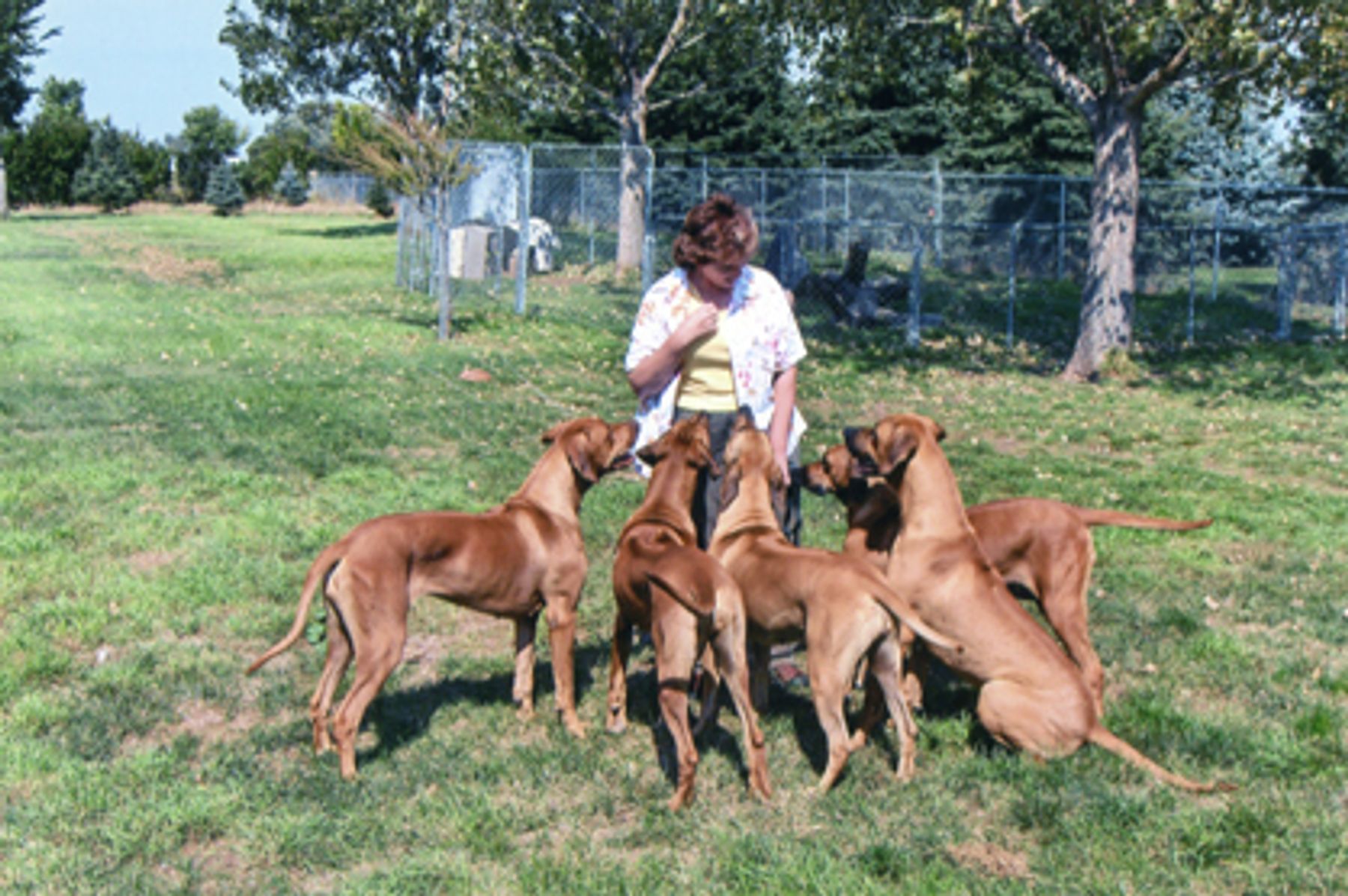 Kina Kabambe Rhodesian Ridgebacks - Current Litters