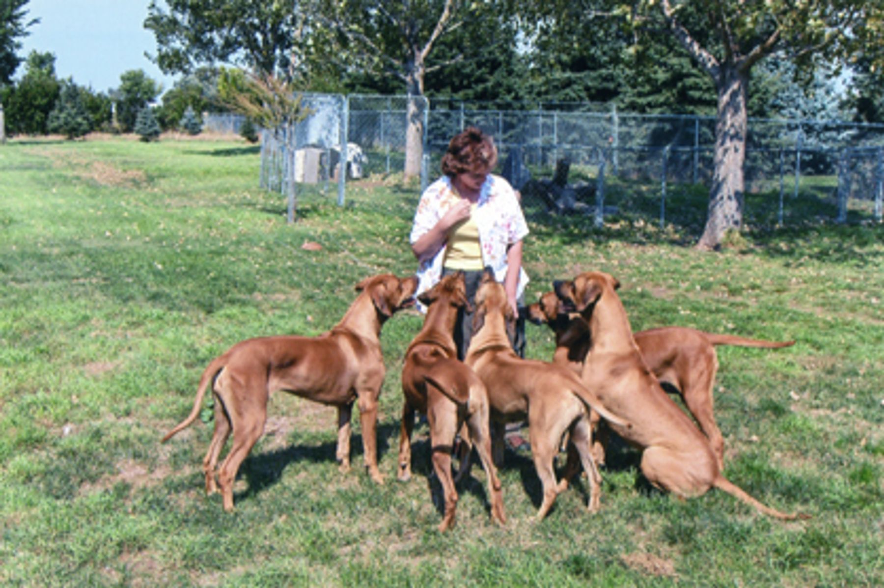 Rhodesian ridgeback near fashion me