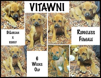 Vitawni - Ridgeless Female
