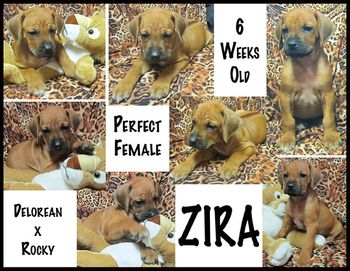 Zira - Perfect Female
