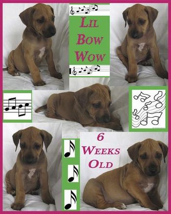 Lil Bow Wow - 6 Weeks
