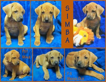 Simba - Pet Male
