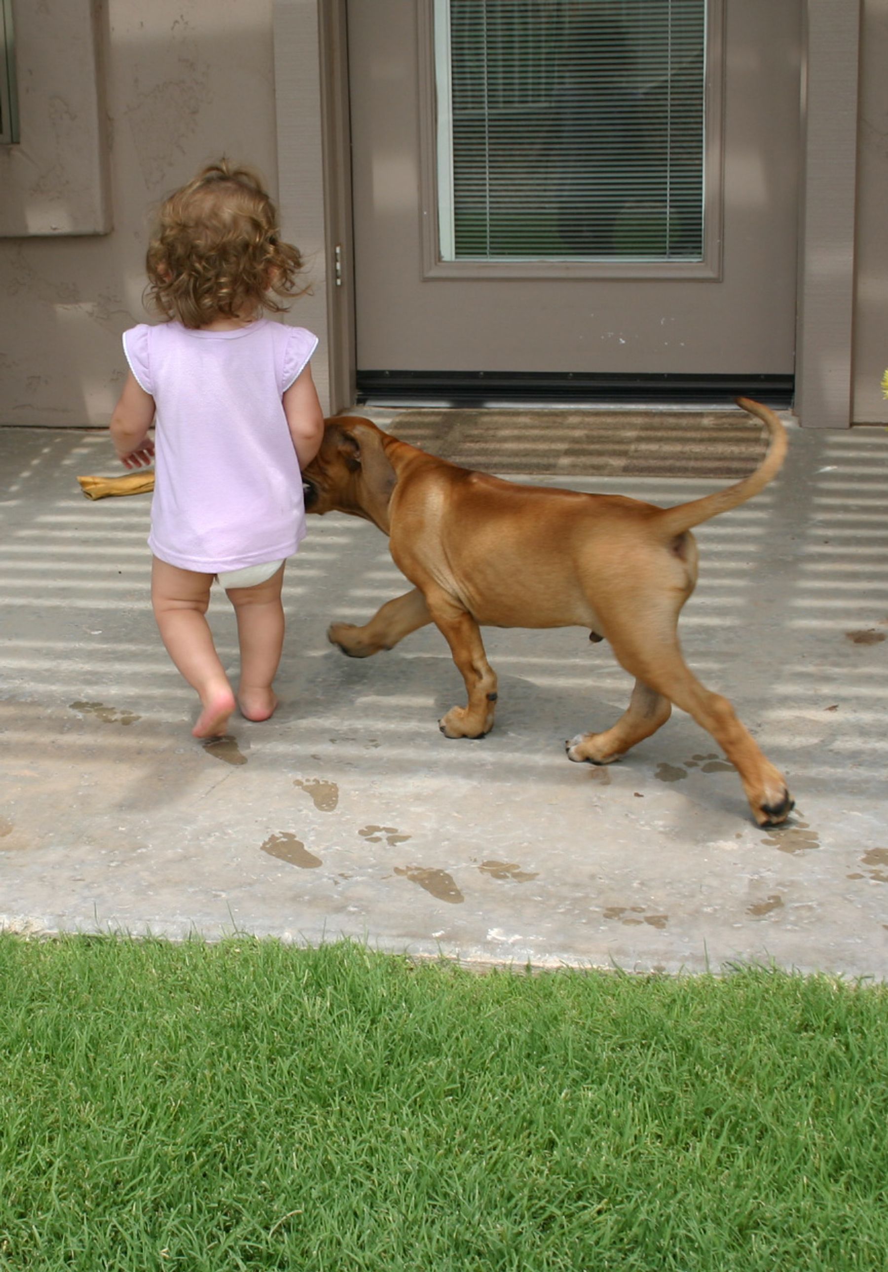 Do rhodesian best sale ridgebacks shed