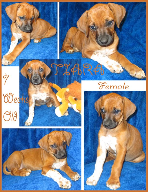 Rodeo ridgeback sales