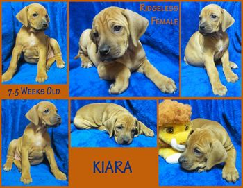 Kiara - Ridgeless Female
