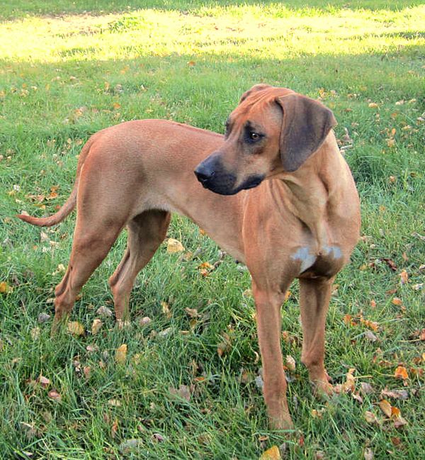 Akc 2024 rhodesian ridgeback