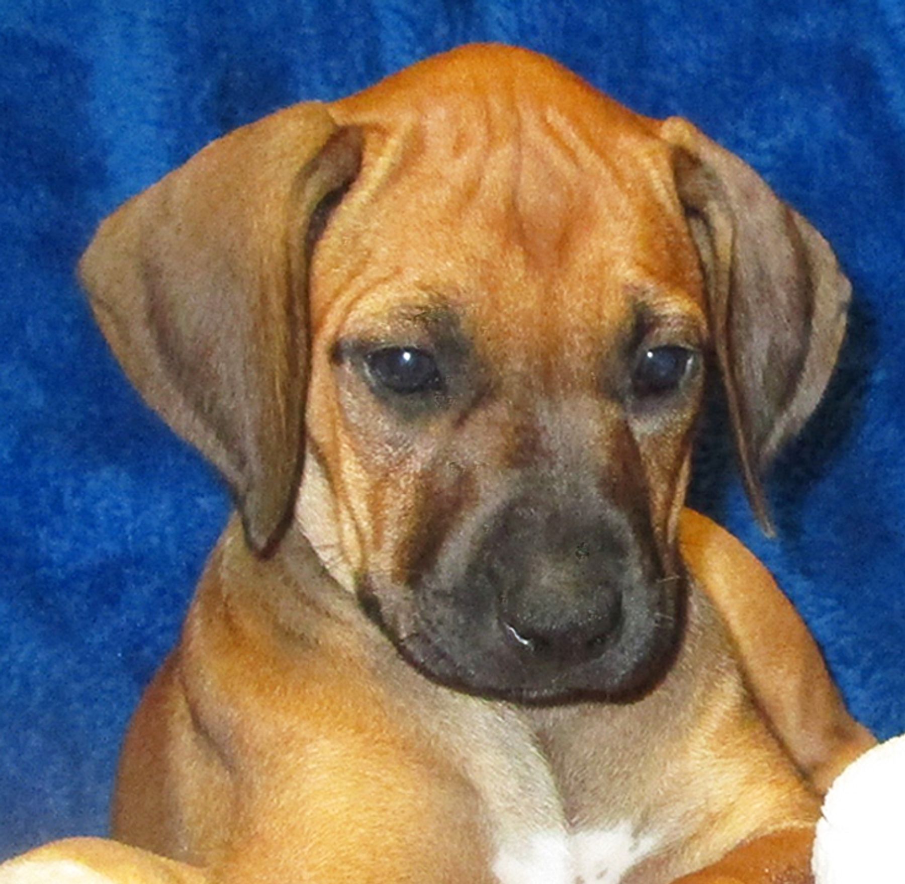 Rhodesian ridgeback mix for 2024 sale