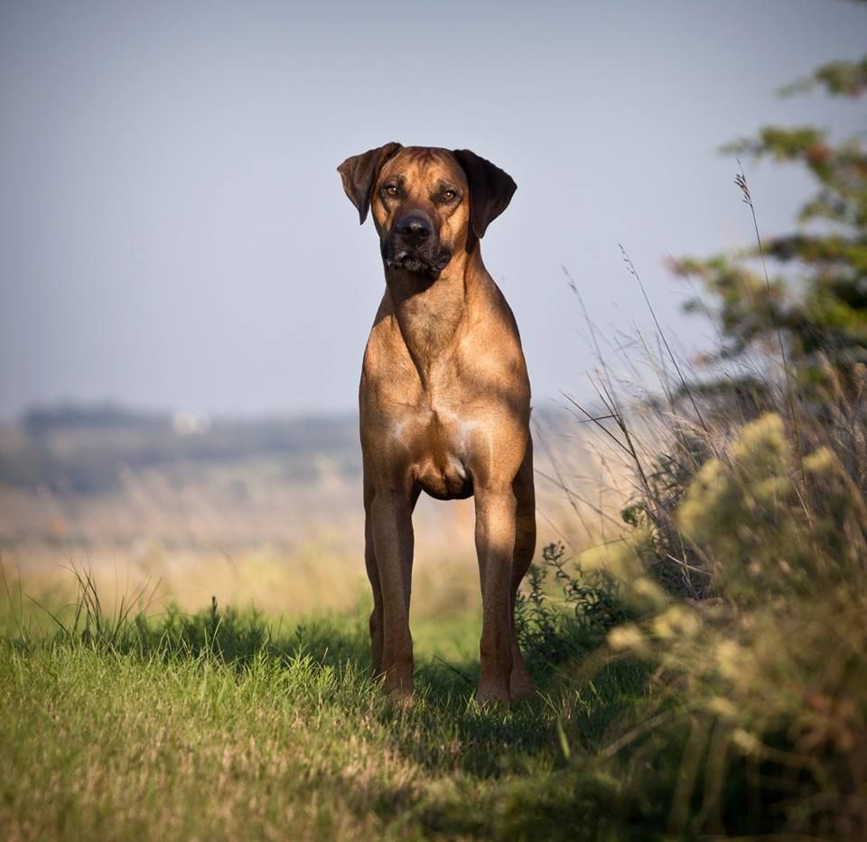 Rodeo fashion ridgeback