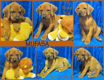 Mufasa - Perfect Male
