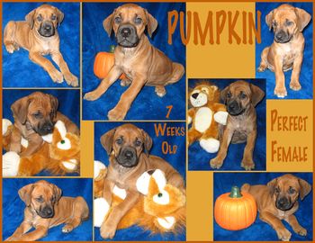 Harley - Pumpkin from the "Howl "ween Litter
