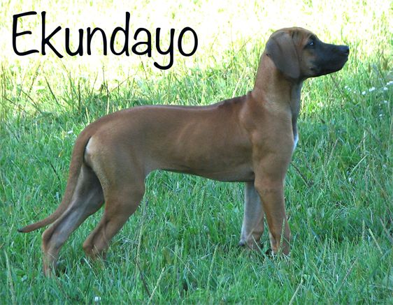 Rodeo ridgeback hot sale dog