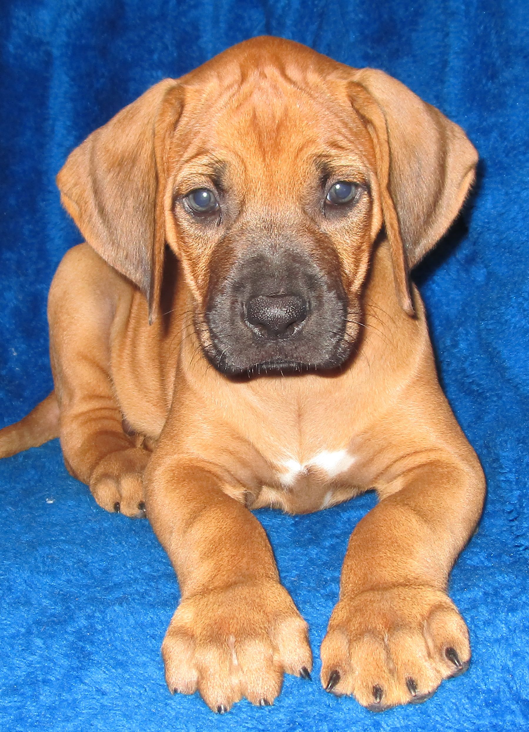 Tan store rhodesian ridgeback