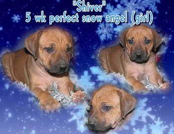 Shiver - 5 Weeks
