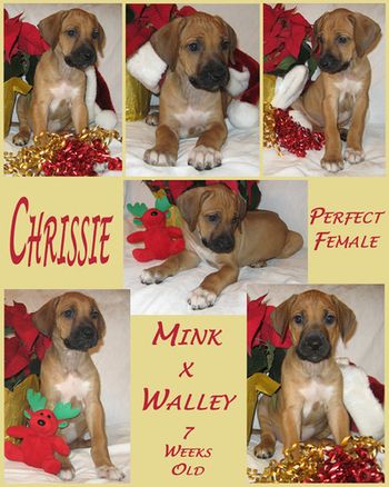 Chrissie/Gracie was from the Holiday Hounds litter
