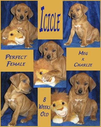 Icicle - 8 Weeks
