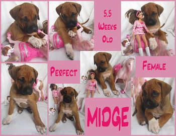 Midge - Perfect Female
