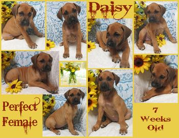 Daisy
